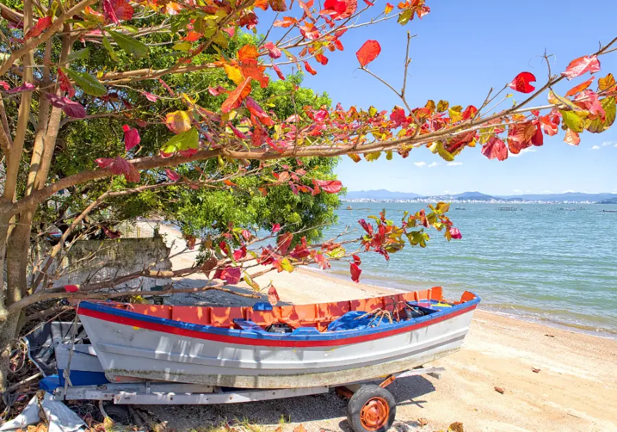 Barco colorido sobre uma carreta, na areia de uma praia de Cacupé, sob galhos de folhas vermelhas, com a baía ao fundo, em Florianópolis