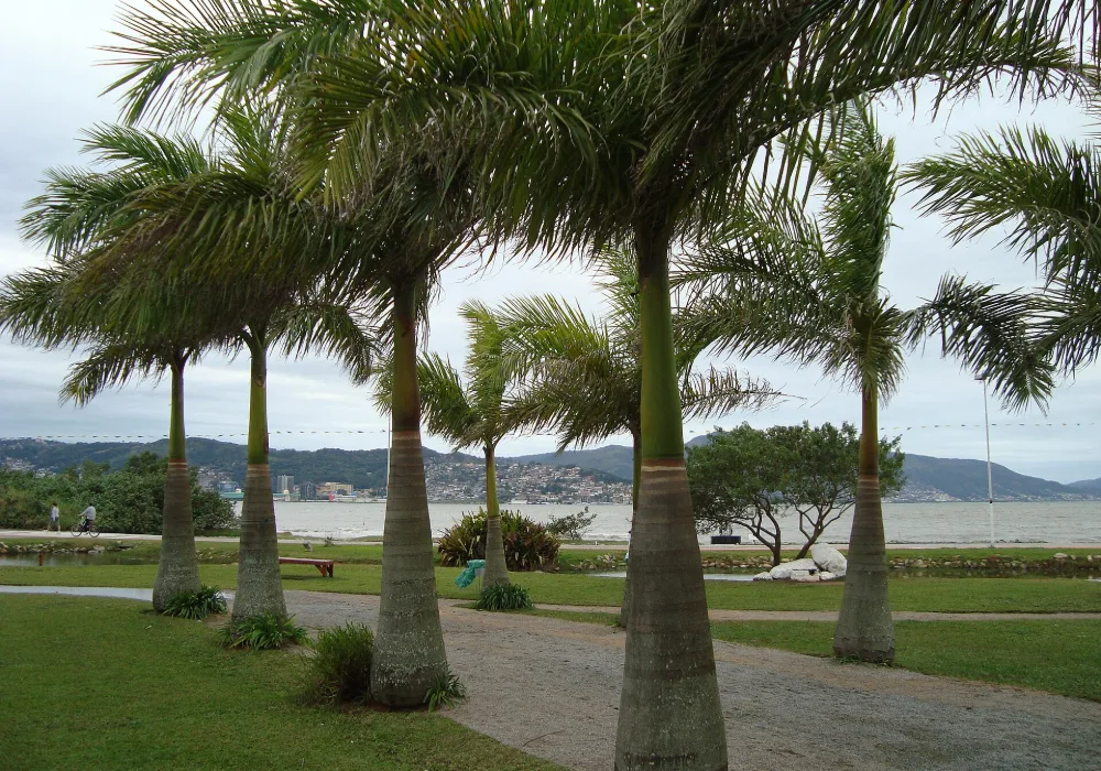 Palmeiras do Parque de Coqueiros, à beira da baía, em Florianópolis, bairro atendido pela coleta e entrega grátis da Dedicada Lavanderia