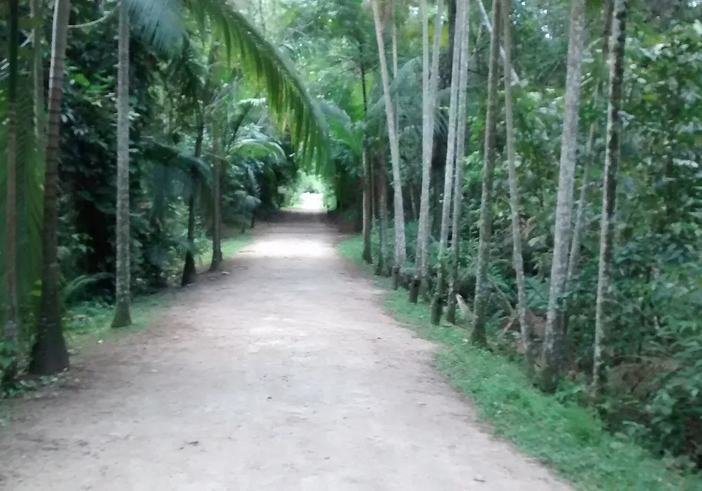 Um caminho do Parque Ecológico do Córrego Grande (Horto Florestal), em Florianópolis